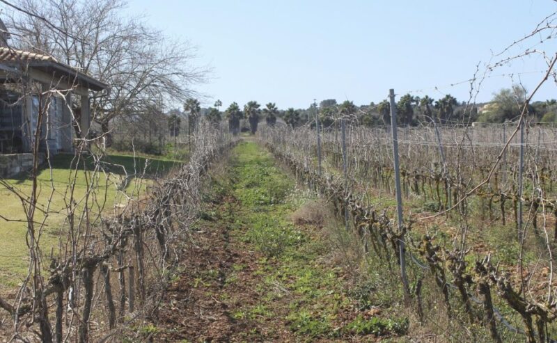 Alcudia Winecellar Tour: Vineyard Visit, Tasting of 5 Wines - Winery Details