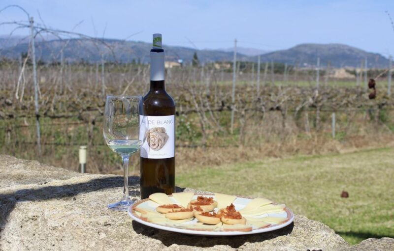 Alcudia Winecellar Tour: Vineyard Visit, Tasting of 5 Wines - Customer Reviews