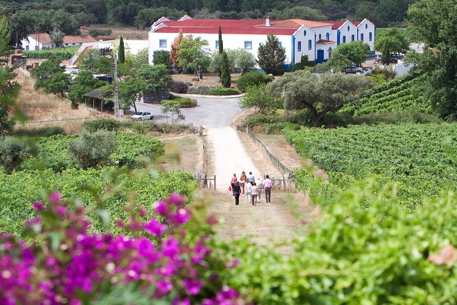 Alentejo Wine Tour From Évora - Tour Details