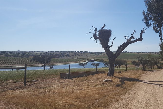 Alentejo Wine Tour From the Algarve - Tour Overview
