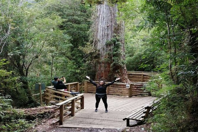 Alerce Andino National Park/Alerce Millenario/Cruises - Key Points