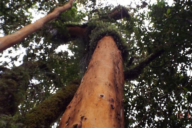 Alerce Andino National Park/Alerce Millenario/Cruises - What to Expect on the Tour