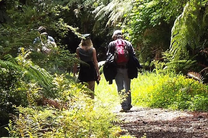 Alerce Andino National Park/Alerce Millenario/Cruises - Cruising Through the Fjords