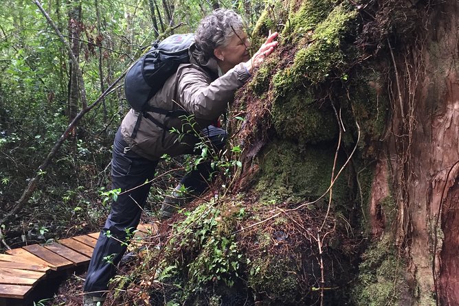 Alerce Andino National Park. - Preserving Biodiversity and Ecology