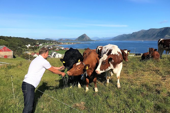 Alesund Sightseeing Tour Vikings Islands by Minibus, 4 Hours. Private Tour - Positive Traveler Feedback