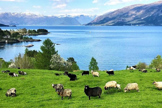 Alesund Sightseeing Tour Vikings Islands by Minibus, 4 Hours. Private Tour - Exploring Alesunds Key Attractions
