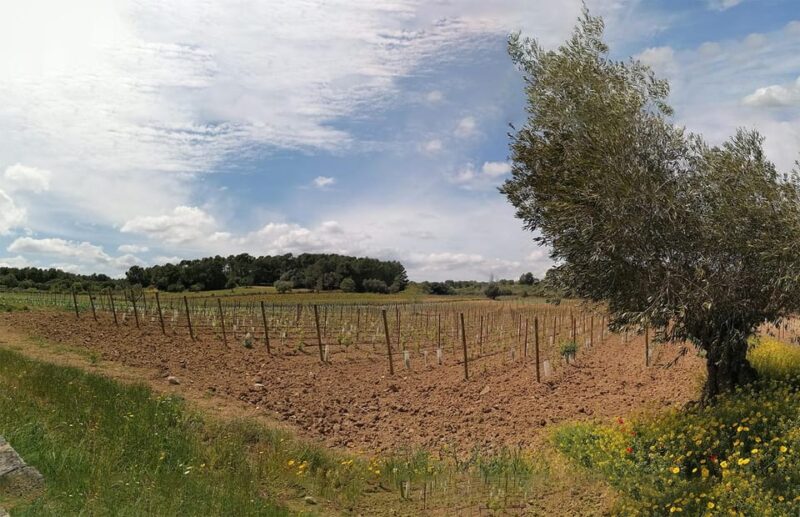 Algaida: Vinya Tribaneli: Wine Making and Tasting Experience - Wine Tasting Session