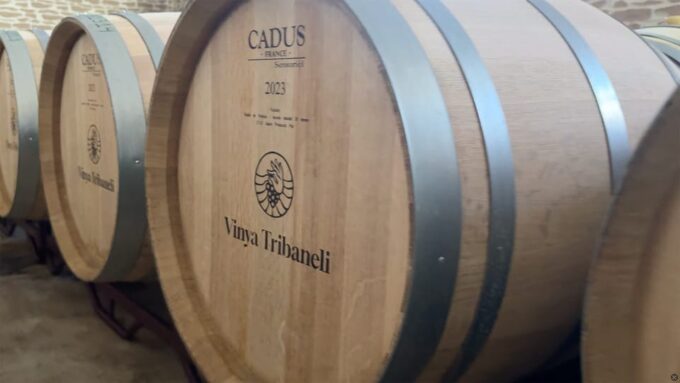 Algaida: Vinya Tribaneli: Wine Making and Tasting Experience - Preparation and Guidelines