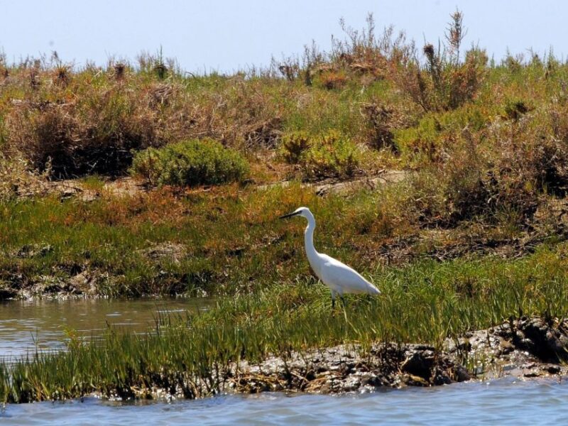 Algarve: 2-Hour Ria Formosa Kayak Tour From Faro - Booking Information
