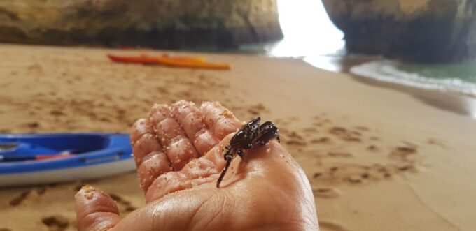 Algarve: Benagil Sea Cave Sunrise or Sunset Kayak Experience - Frequently Asked Questions