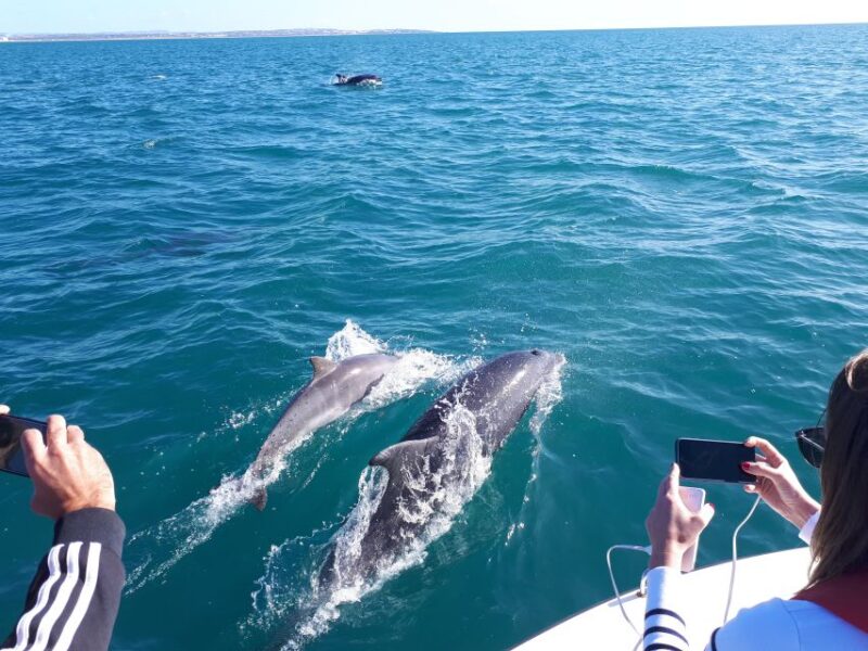 Algarve: Boat Trip to the Caves of Benagil - Key Points