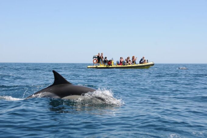 Algarve Coast: Dolphin Watching & Cave Tour - Availability and Pricing