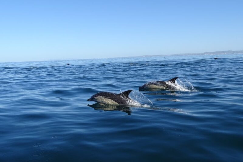 Algarve Dolphin Watching & Marine Life Eco Tour - Participant Information