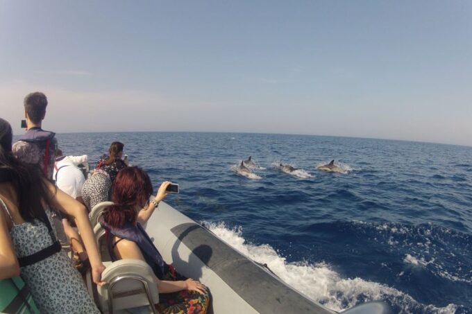 Algarve Dolphin Watching & Marine Life Eco Tour - Wildlife Observation