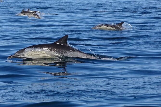 Algarve Dolphin Watching & Marine Life Eco Tour - Spotting Local Wildlife