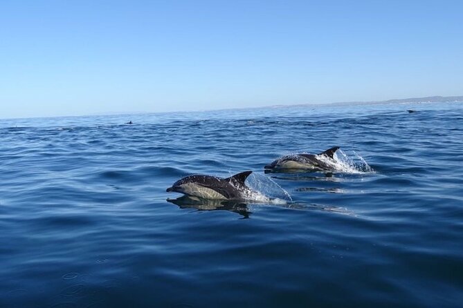 Algarve Dolphin Watching & Marine Life Eco Tour - Meeting Details