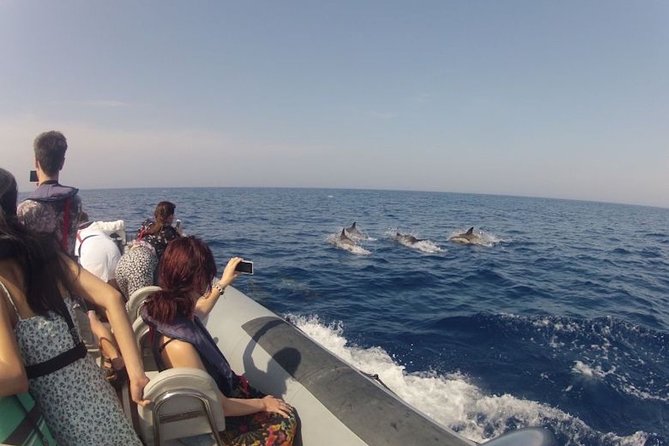 Algarve Dolphin Watching & Marine Life Eco Tour - Booking Information
