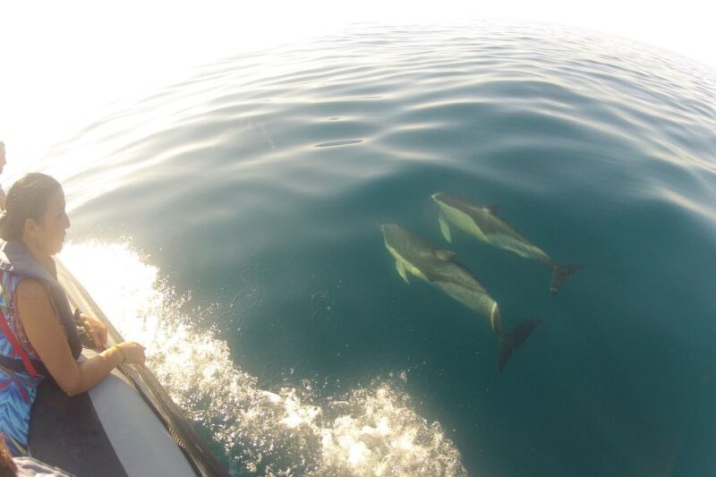 Algarve Dolphin Watching & Marine Life Eco Tour - Experience Highlights