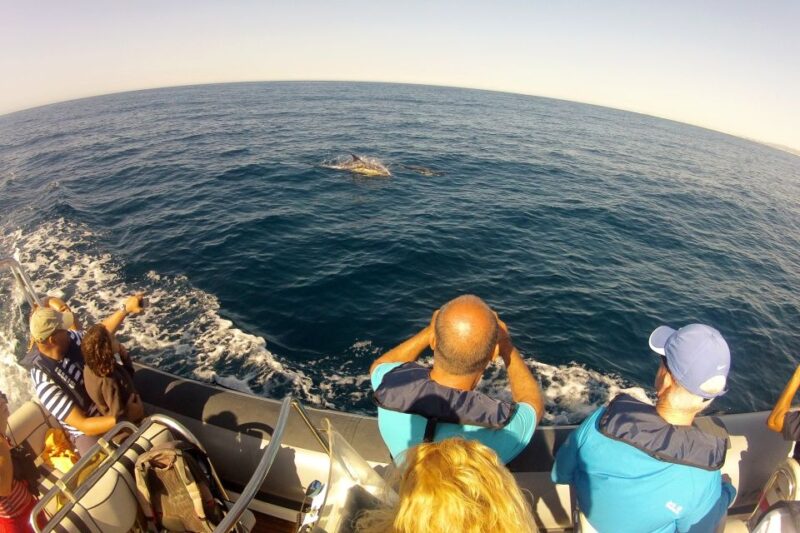 Algarve Dolphin Watching & Marine Life Eco Tour - Tour Inclusions