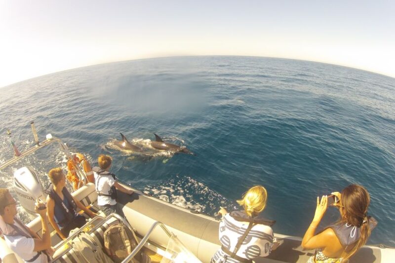Algarve Dolphin Watching & Marine Life Eco Tour - Participant Information