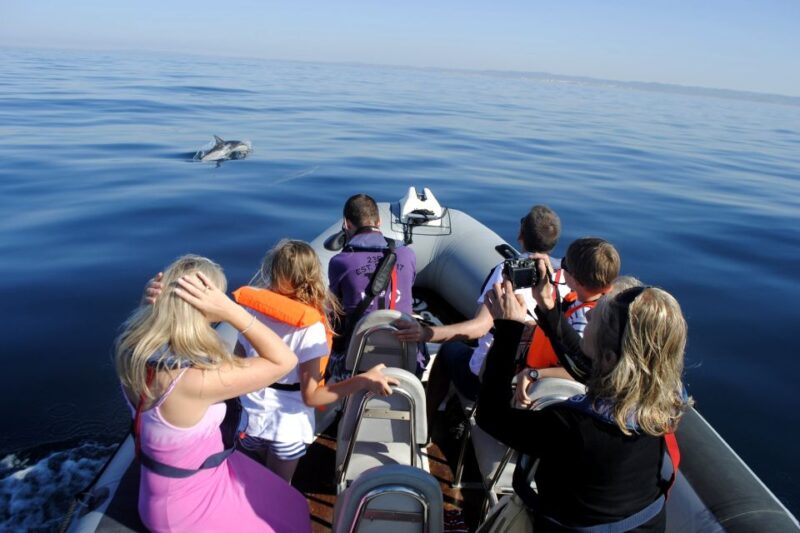Algarve Dolphin Watching & Marine Life Eco Tour - Important Details