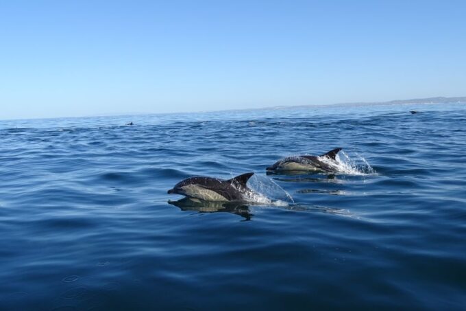 Algarve Dolphin Watching & Marine Life Eco Tour - Customer Reviews