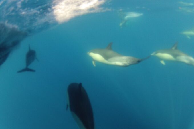 Algarve Dolphin Watching & Marine Life Eco Tour - Wildlife Observation