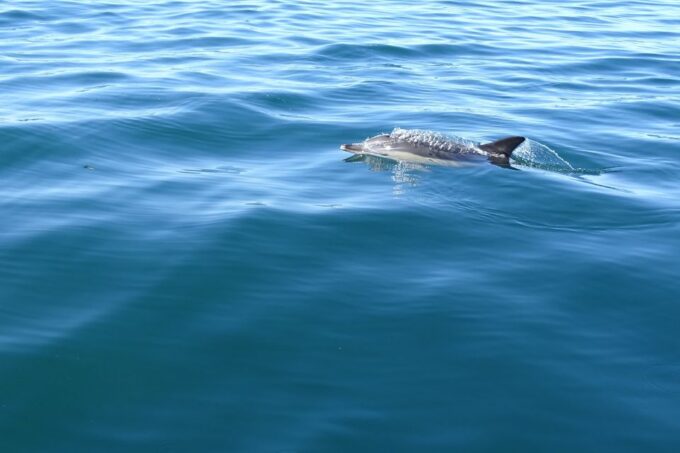 Algarve Dolphin Watching & Marine Life Eco Tour - Scenic Route