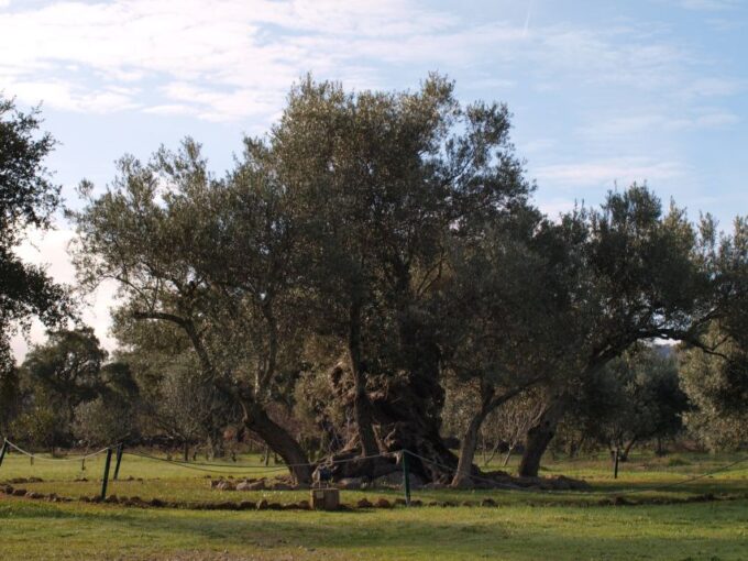 Algarve: Flavors and Traditions Tour - Traditional Bakery Delights