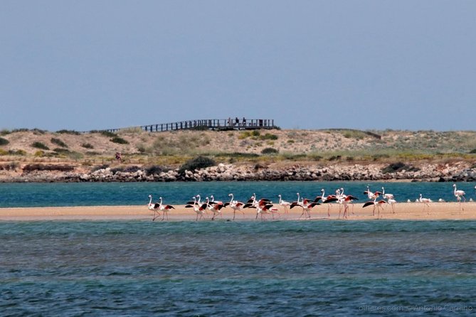Algarve Full Day Among Moors & Romans - Inclusions and Exclusions