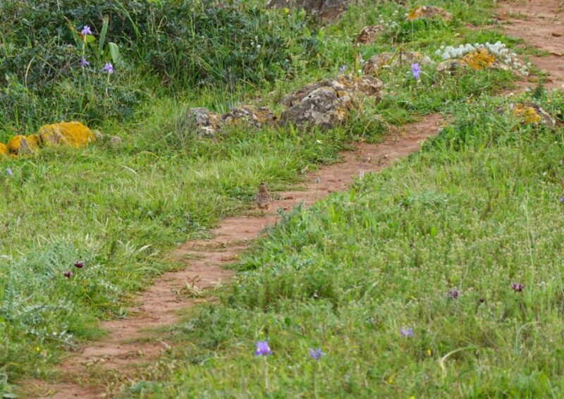 Algarve: Guided WALK in the Natural Park | South Coast - Itinerary and Experience