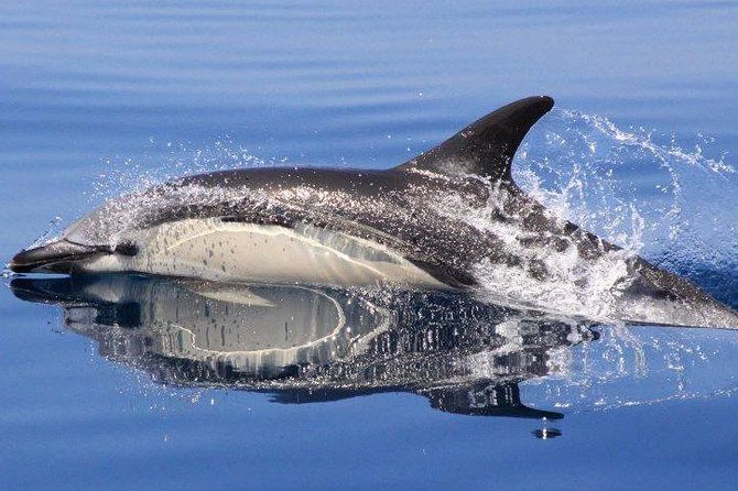 Algarve Jeep Safari and Boat Tour - Full Day Mountains & Dolphins - Pickup and Meeting Points