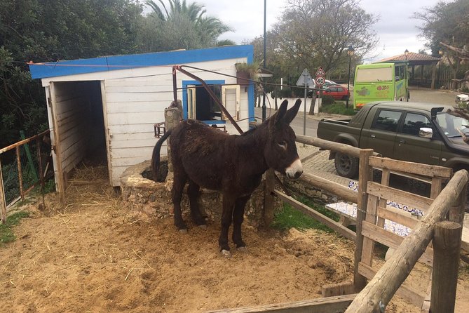 Algarve Jeep Safari - Day Trip - Comfortable Nature-Conditioned Vehicle Experience