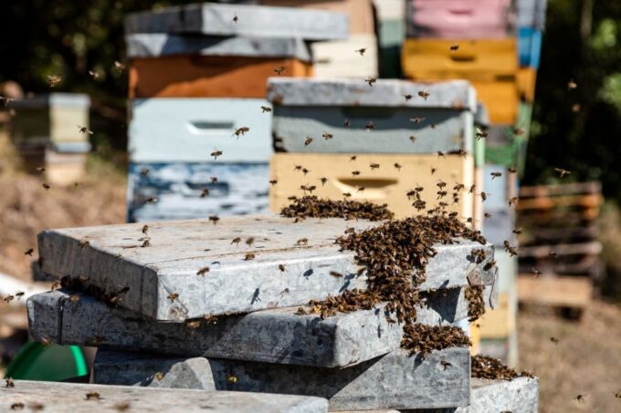 Algarve: Jeep Safari With Distillery Visit & Lunch - Tasting Local Spirit and Honey