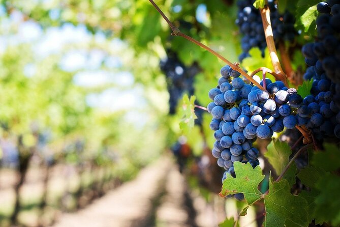 Algarve Landscapes & Winery - Strolling Through a Fishing Village