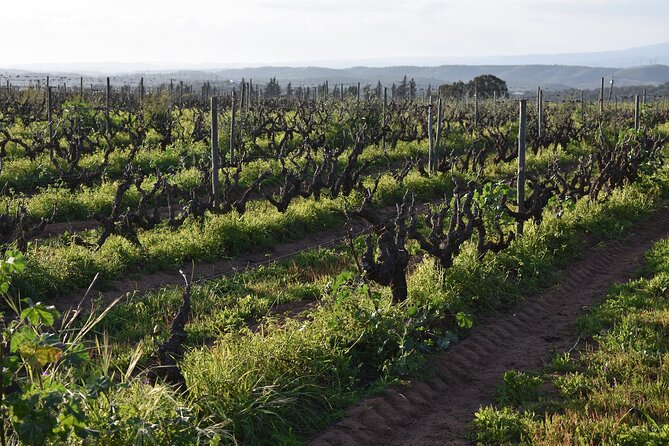 Algarve Wine Tour and Farmers Lunch at Wine Estate - Morgado Do Quintão