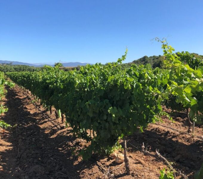 Algarve Wine Tour and Mountain Top Trip With Lunch or Dinner - Panoramic Mountain Views