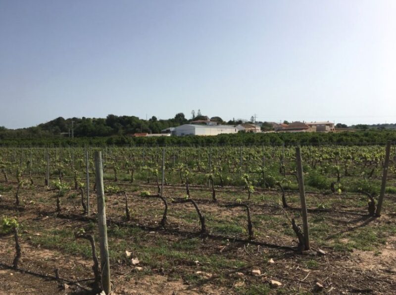 Algarve Wine Tour of Two Estates Guided by Wine Expert - Itinerary
