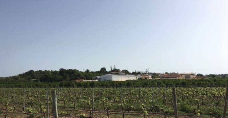 Algarve Wine Tour of Two Estates Guided by Wine Expert - Transportation