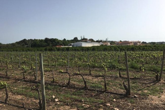 Algarve Wine Tour of Two Wine Estates - Pickup and Transportation Details