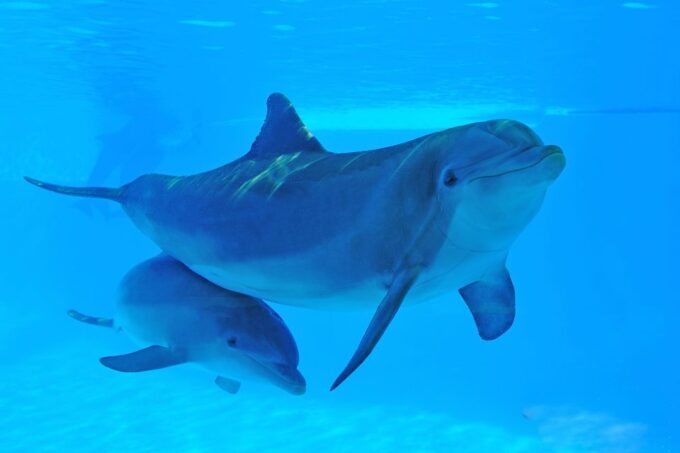 Algarve Zoomarine Ticket and Dolphin Emotions Experience - Availability and Cancellation