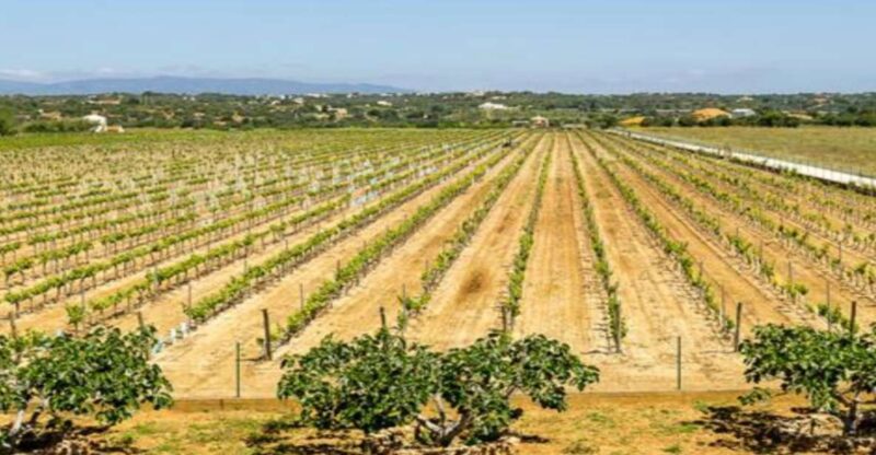 Algarves Classic Wine Tasting - Activity Overview