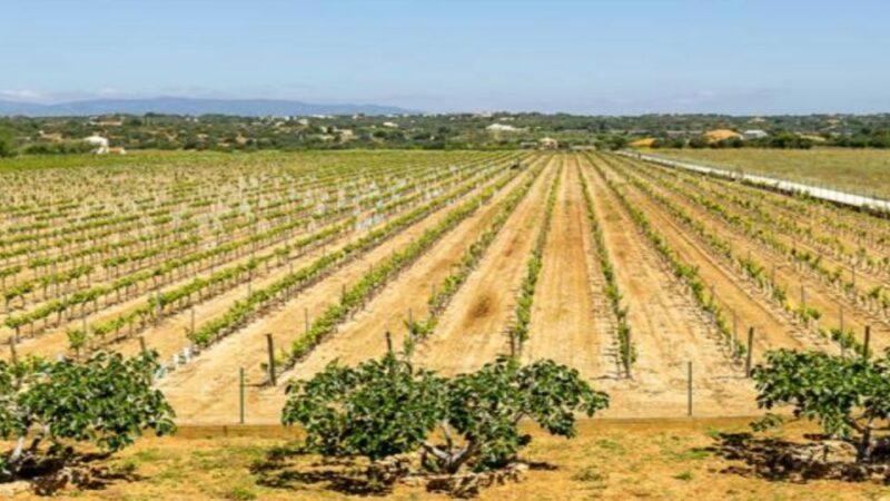 Algarves Classic Wine Tasting - Inclusions and Exclusions
