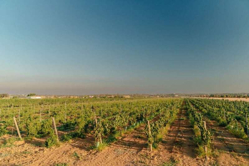 Algarves Classic Wine Tasting - Participant Information