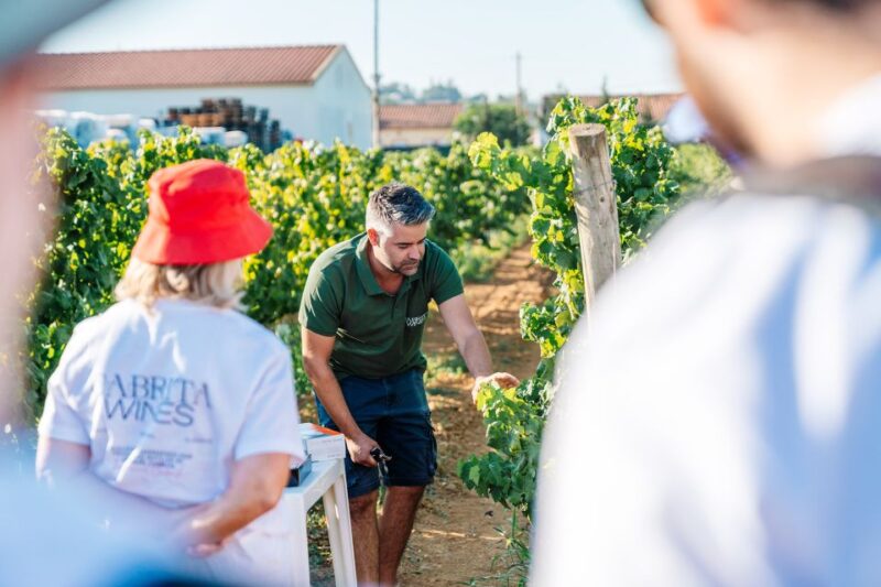 Algarves Classic Wine Tasting - Customer Reviews and Ratings