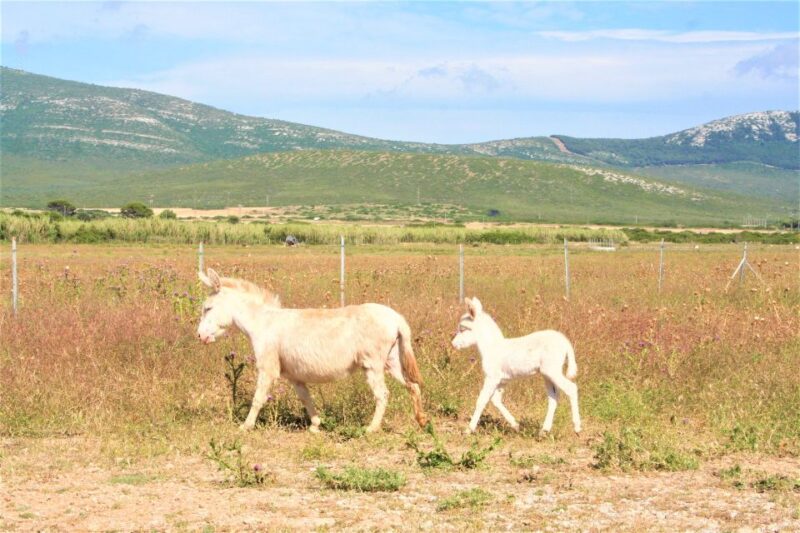 Alghero: Golf Car Hire in Porto Conte Natural Park - Entrance and Requirements