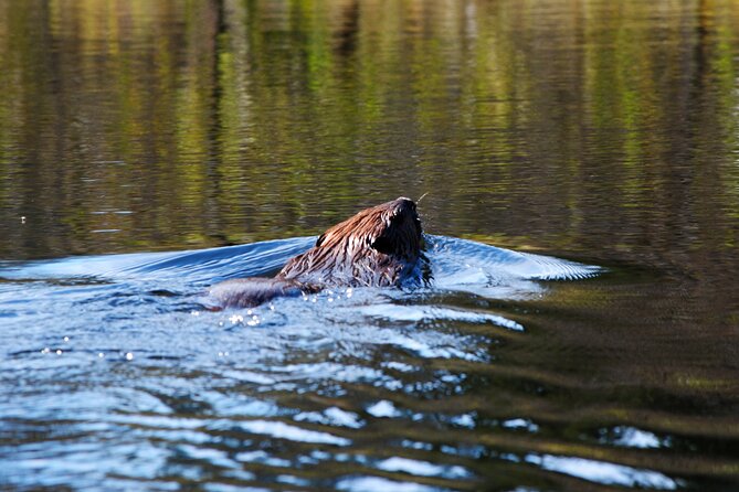 Algonquin Park 4-Day Luxury Moose/Beaver/Turtle Camping & Canoeing Adventure - Meeting Location