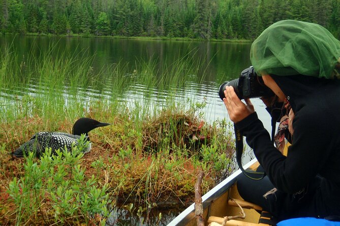 Algonquin Park 4-Day Luxury Moose/Beaver/Turtle Camping & Canoeing Adventure - Outdoor Activities