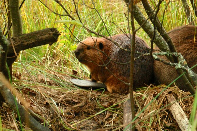 Algonquin Park 4-Day Luxury Moose/Beaver/Turtle Camping & Canoeing Adventure - Physical Fitness Requirements