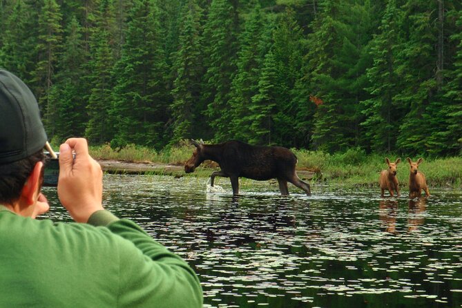 Algonquin Park 4-Day Luxury Moose/Beaver/Turtle Camping & Canoeing Adventure - Accessibility and Restrictions